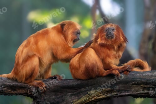 Preview: Golden Lion Tamarins Grooming (Leontopithecus rosalia)