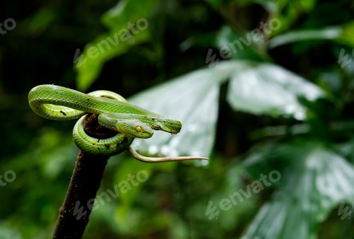 Preview: Green pit viper snake stay on top of timber and look at right side on green background