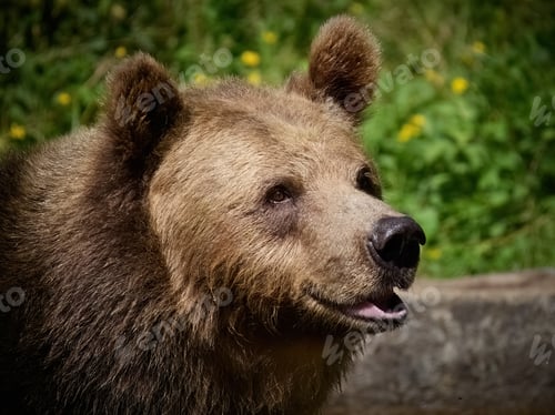 Preview: Brown bear (Ursus arctos)