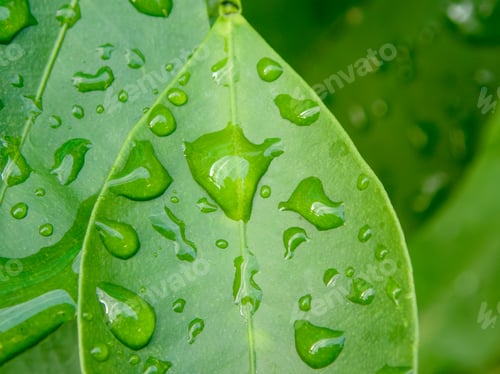 Preview: Macro water droplets hanging on green leaf stem
