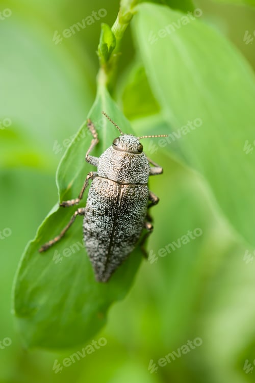 Preview: Gray insect coleptoron