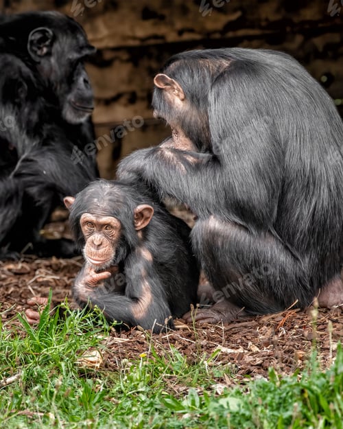 Preview: Chimpanzees in their natural habitat