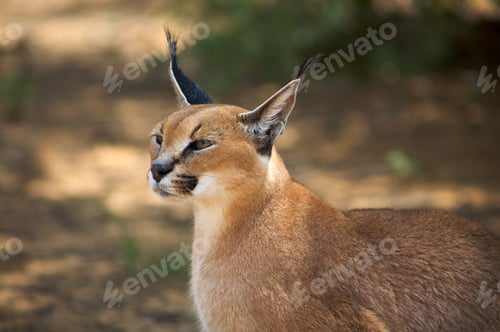 Preview: Caracal