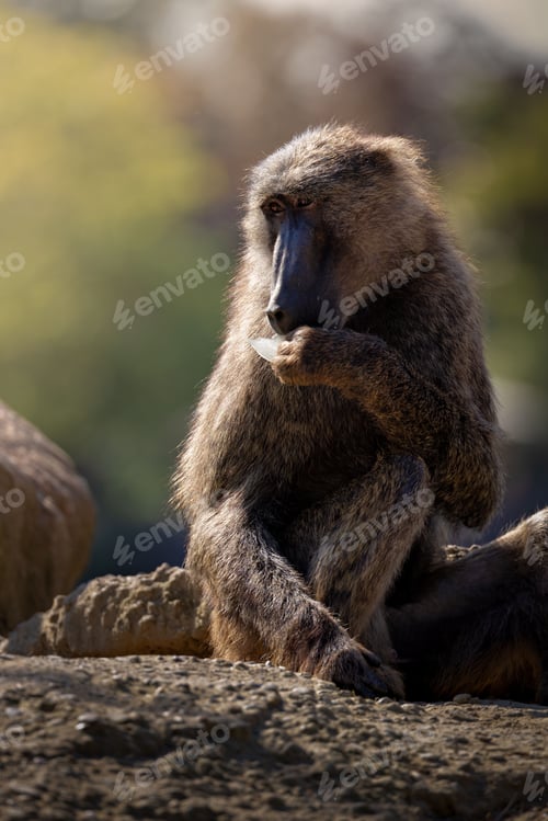 Preview: Baboon sitting on a rock while holding a piece of food in its hand with a blurred natural background