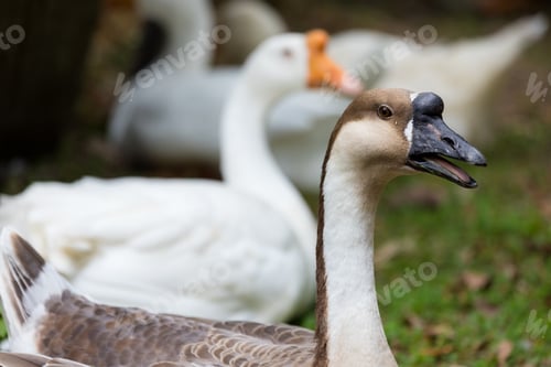 Preview: Gooses in the farm garden