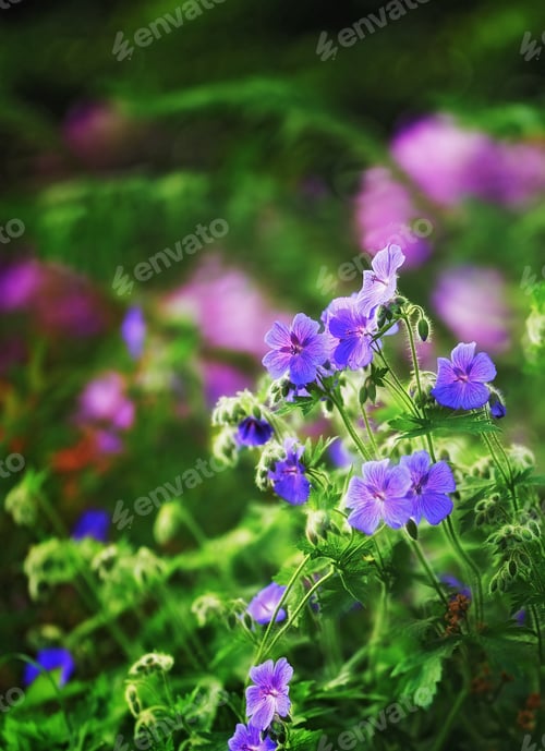 Preview: Summer garden