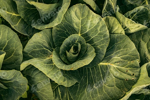 Preview: Cabbage head in row detailed closeup in a sunset light. Agriculture field in rural area