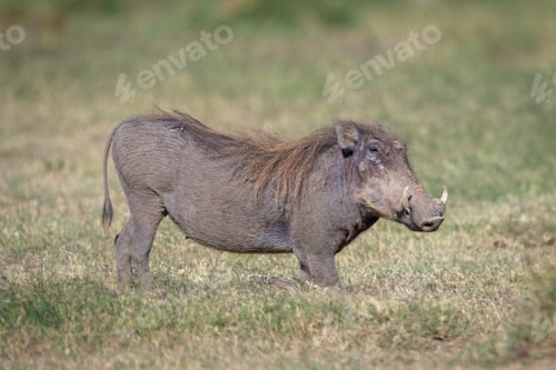 Preview: Warthog standing on grass in a natural habitat with a blurred green background. Laikipia, Kenya