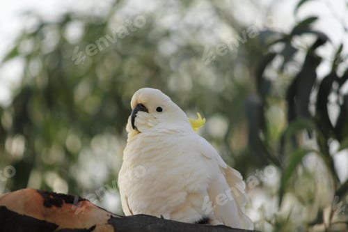 Preview: bird, cockatoo, pet, parrotsss