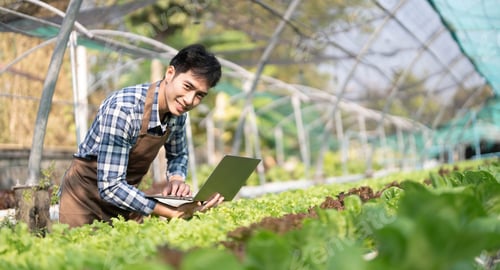 Preview: Asian man farmer working in organic vegetables hydroponic farm. Male hydroponic salad garden owner