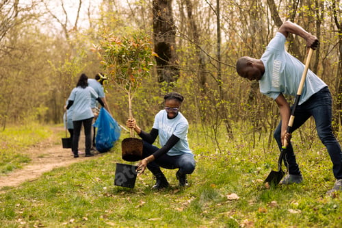 Preview: Volunteers team dig holes to plant trees in a woodland ecosystem