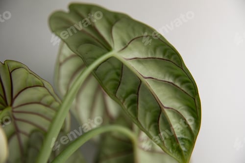 Preview: Tropical 'Alocasia Baginda Dragon Scale' houseplant in flower pot