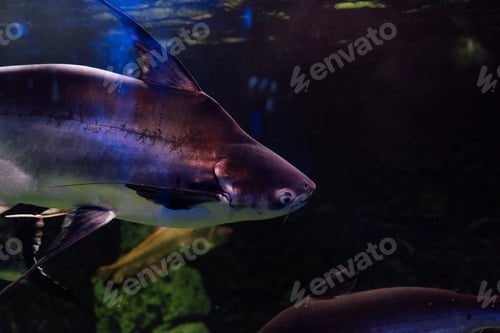 Preview: fish swimming under water in aquarium