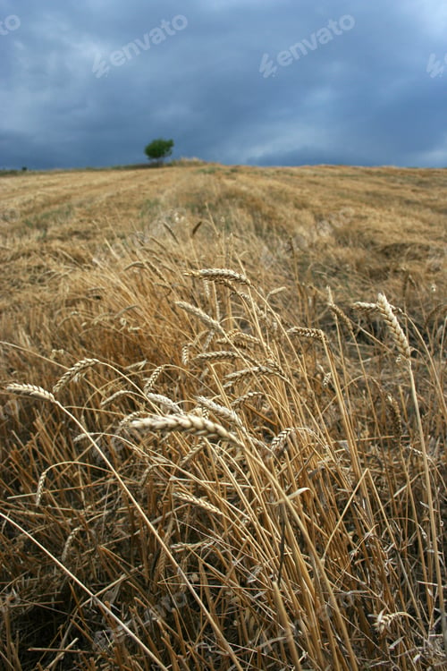 Preview: harvested wheat field and ears of wheat