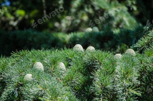 Preview: Lush green pine tree with cones in sunlit forest