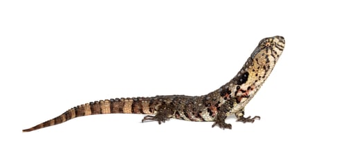 Preview: Portrait side view of a Chinese crocodile lizard, shinisaurus crocodilurus, isolated on white