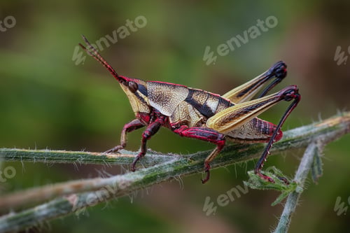 Preview: Chapulin de Milpa