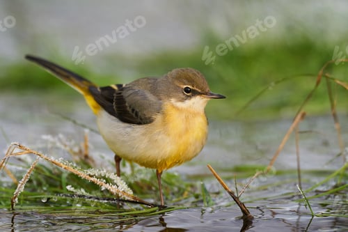 Preview: Grey wagtail (Motacilla cinerea)