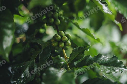 Preview: Green coffee at the coffee tree on a rainy day,Green Coffee Beans growing on tree