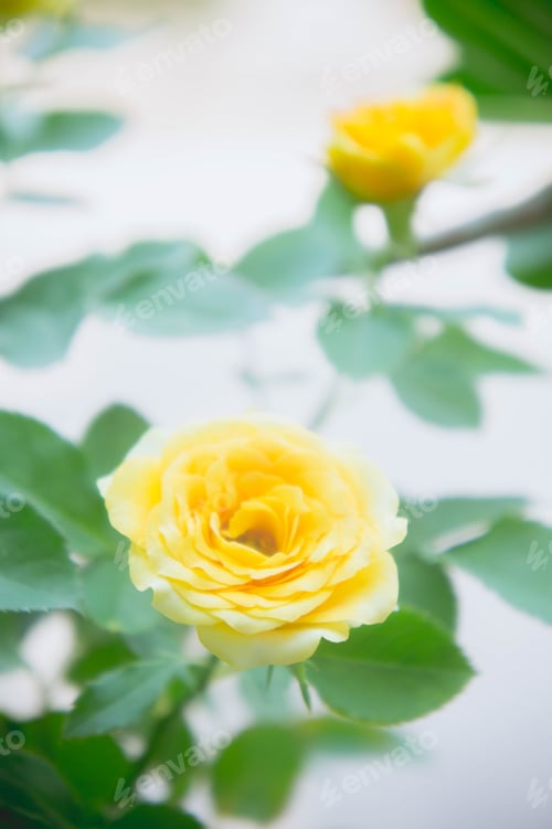 Preview: yellow roses flowers in the garden