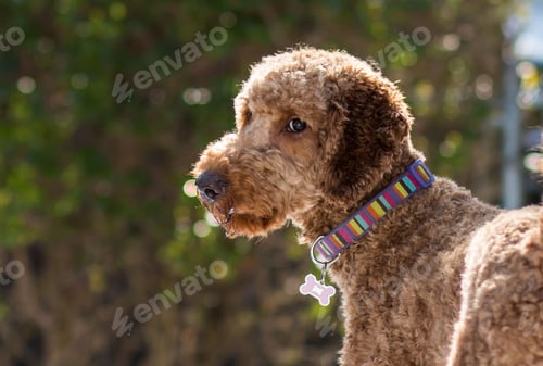 Preview: Closeup shot of an adorable Labradoodle dog looking around outdoors