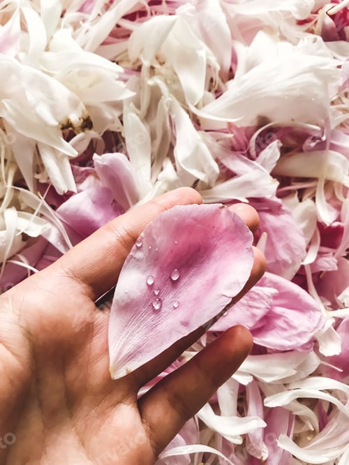 Preview: Hand Holding Pink Petal with Droplets