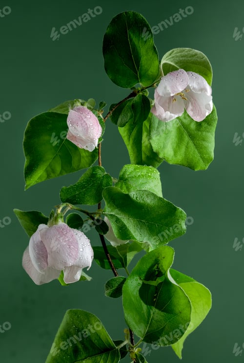 Preview: Blooming Quince tree flowers on a green background