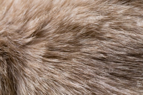 Preview: Background of Siamese cat fur.