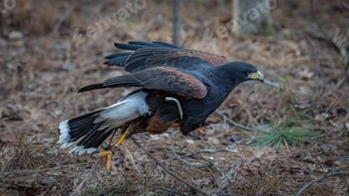 Preview: Closeup of a hawk in mid-flight