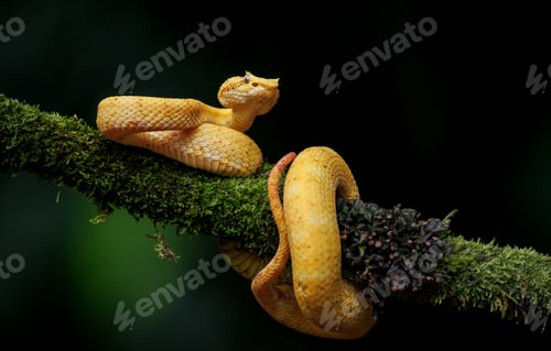 Preview: Eyelash Viper in Costa Rica