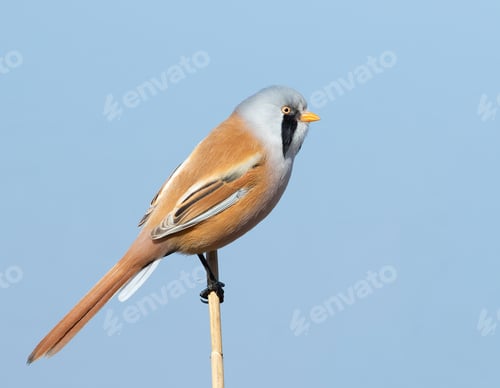 Preview: Bearded reedling, Panurus biarmicus. A bird sits on a reed stalk against the blue sky
