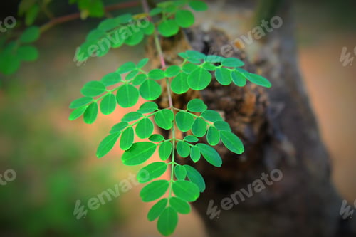 Preview: Leaves on a branch of a moringa plant in the blurred background