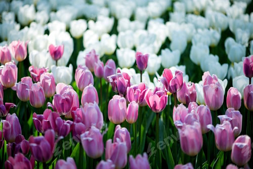 Preview: tulips
