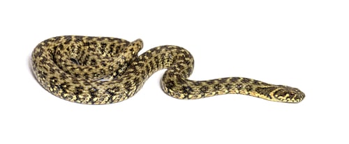 Preview: Viperine water snake, Natrix maura, nonvenomous and Semiaquatic snake, Isolated on white