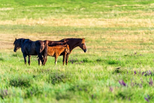 Preview: Wild horses and foals graze in the sunlit meadow
