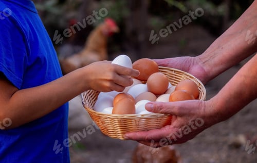 Preview: child and farmer holding chicken eggs. Selective focus