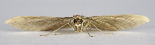 Preview: Shaded broad-bar moth (Scotopteryx chenopodiata)