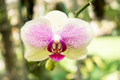Preview: Purple orchid