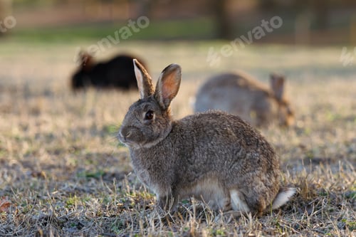 Preview: Wild Rabbit Resting Peacefully on Mossy Ground in Soft Natural Light Outdoors.