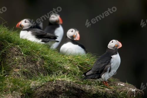 Preview: Atlantic Puffin or Common Puffin, Fratercula arctica, on Mykines, Faroe Islands