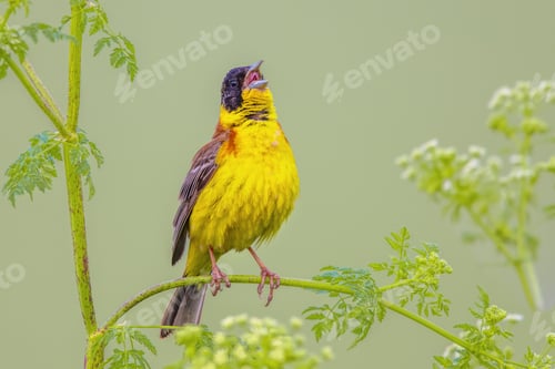 Preview: Black Headed Bunting singing in herb in breeding habitat