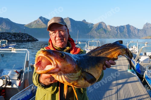 Preview: Fisherman holding a huge fish Cod. Norway Fishing tourism. Senior fisherman in ocean, fjord fishing.