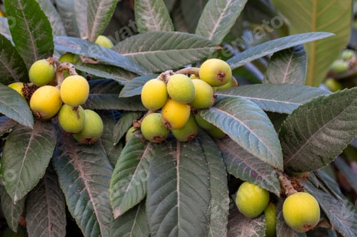 Preview: Japanese medlar fruit on the tree