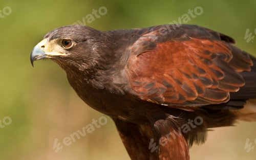 Preview: Golden Eagle - Scottish Highlands