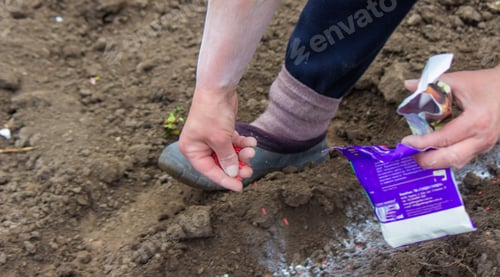Preview: woman farmer sows beet seeds.