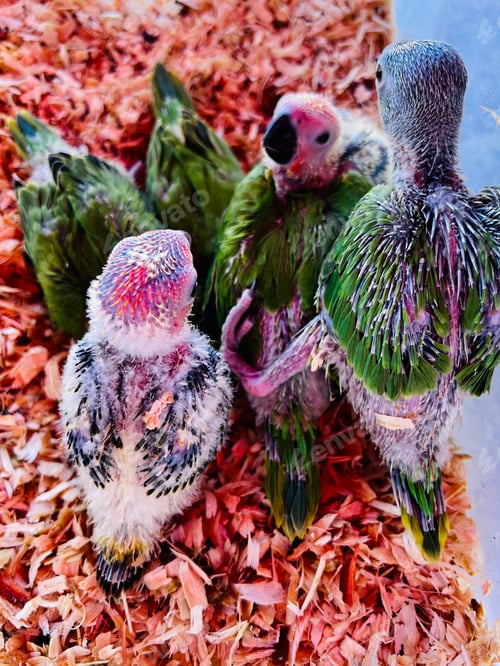 Preview: Baby Parrots.