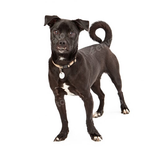 Preview: Medium Size Mixed Breed Dog