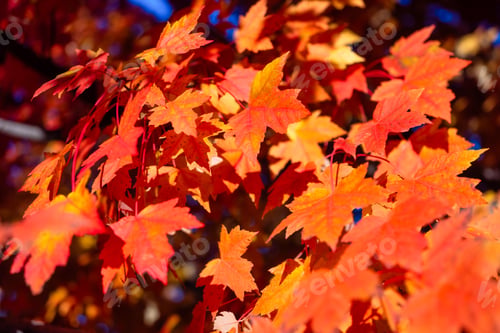 Preview: Autumn leaves on the trees. Yellow maple leaves. Autumn background. Leaves on blurry background.