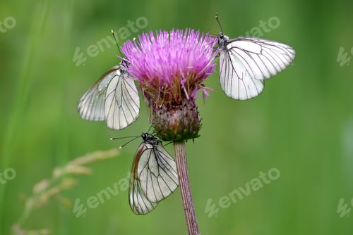 Preview: Three Black-veined White butterflies (Aporia crataegi)