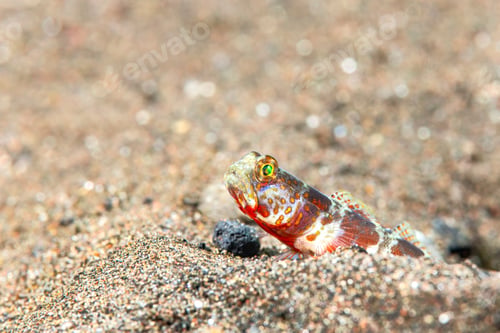 Preview: Jawfish peeking out of den